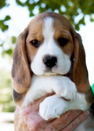 Featured image of post Adorable Cute Beagle Puppies