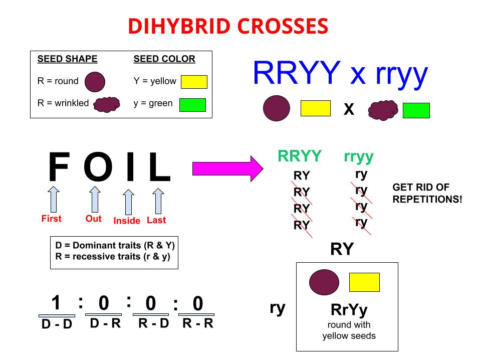 Featured image of post Different Types Of Crosses Genetics