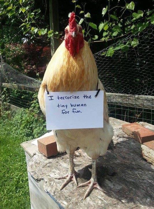 Featured image of post Funny Rooster Names Reddit