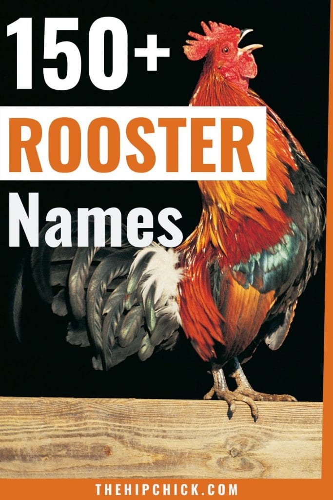 Featured image of post Funny Rooster Names