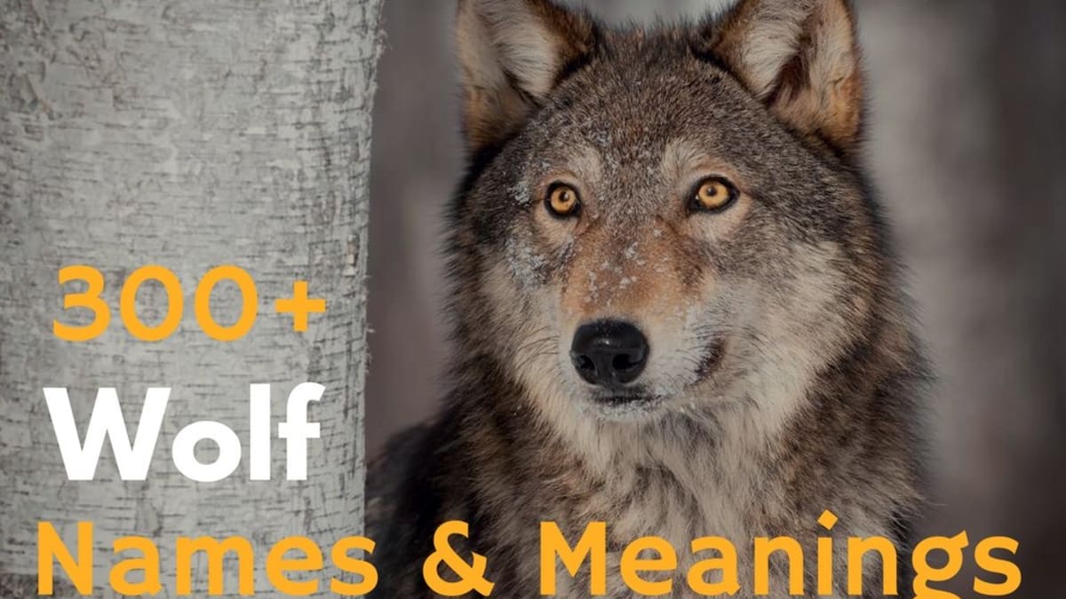 Featured image of post German Name For Wolf