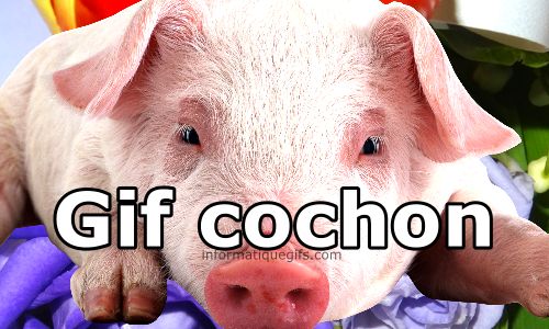 Featured image of post Gif Cochon