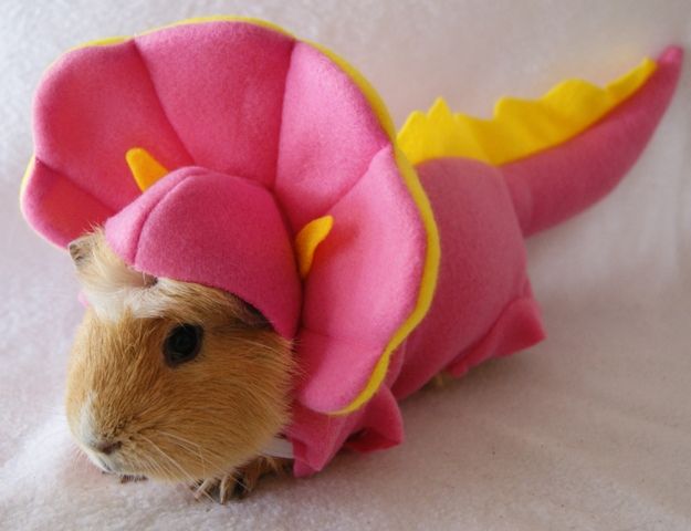 Featured image of post Guinea Pig Dinosaur Costume