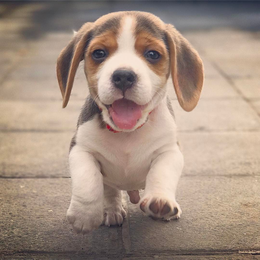 Featured image of post Happy Cute Beagle Puppies