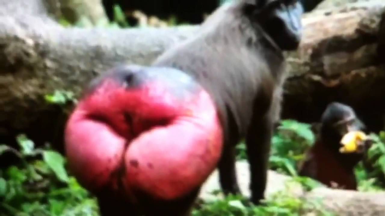 Featured image of post Monkey With Red Bum Images