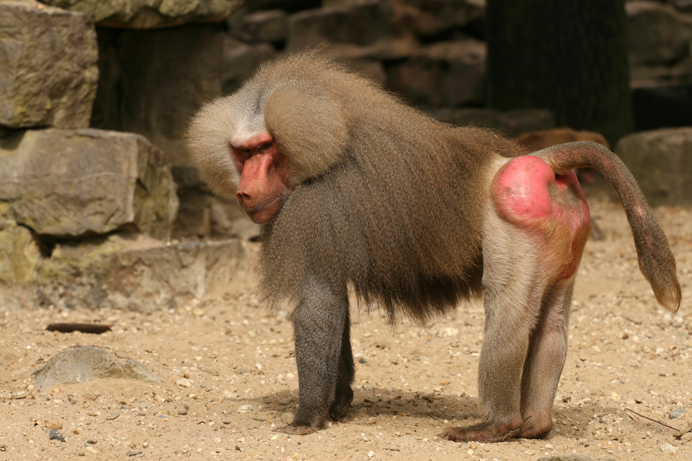 Featured image of post Monkey With Red Bum Name