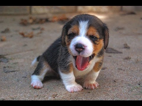 Featured image of post Newborn Cute Beagle Puppies