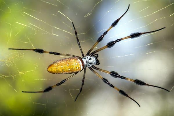 Featured image of post Pictures Of Banana Spiders In Florida