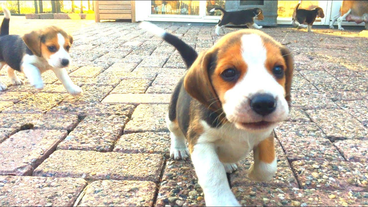 Featured image of post Playing Cute Beagle Puppies