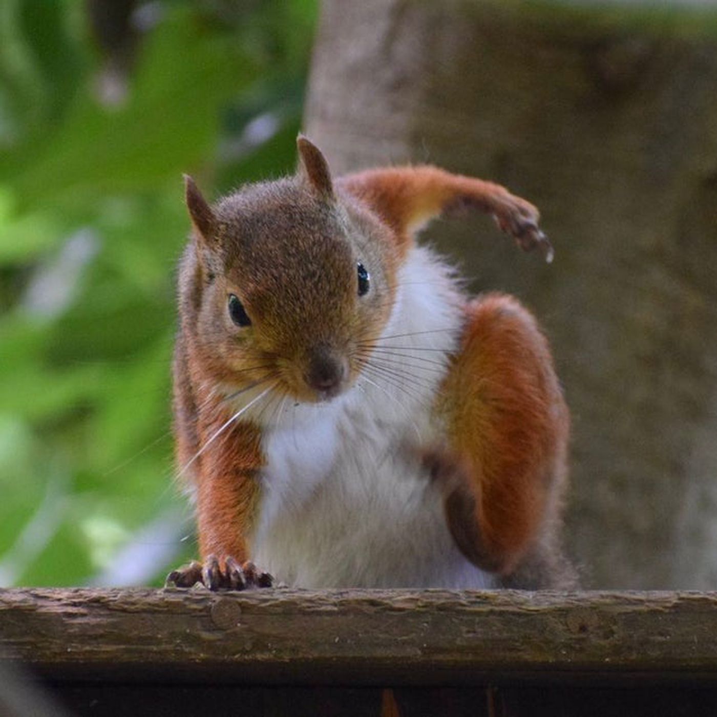 Featured image of post Squirrels Landing Like Superheroes