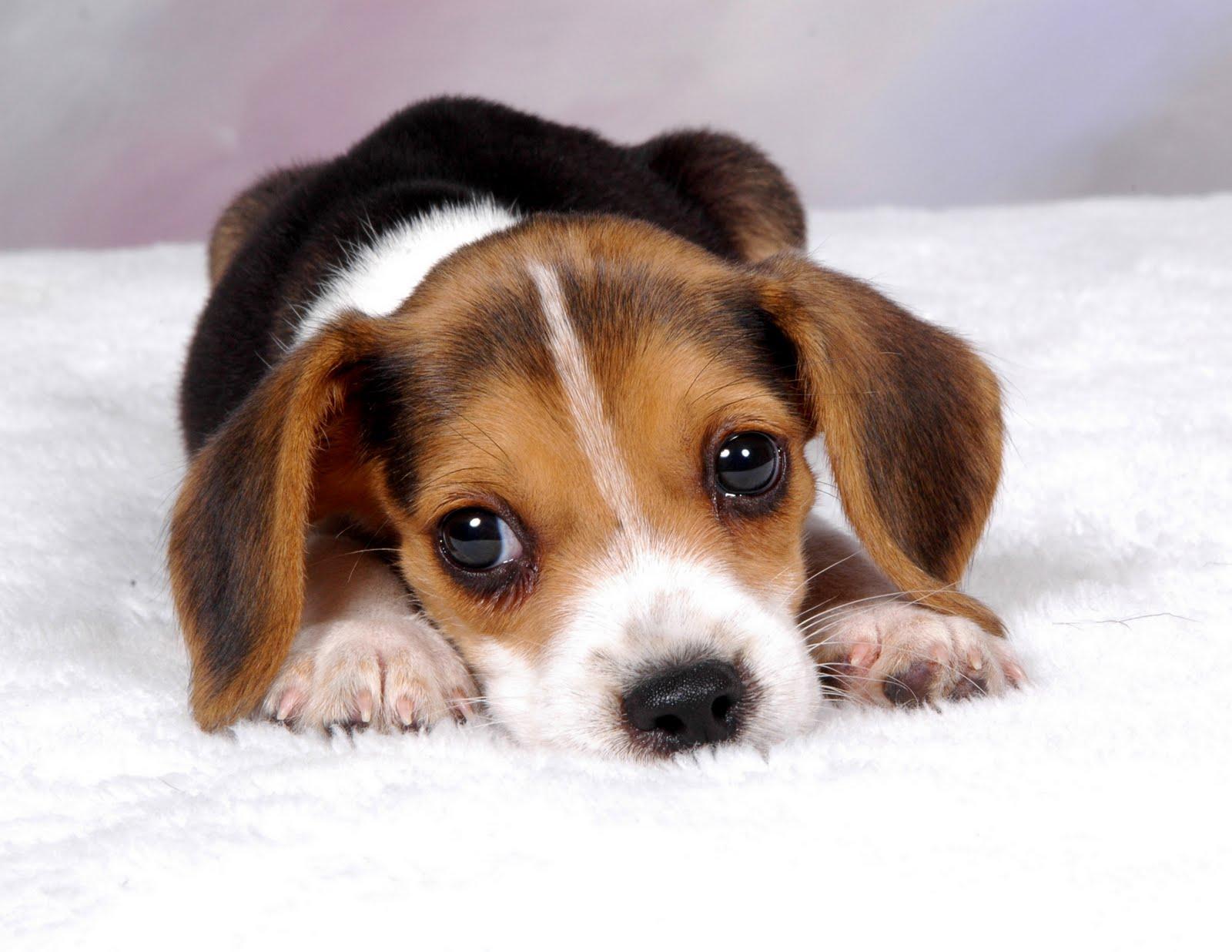 Featured image of post Wallpaper Cute Beagle Puppies